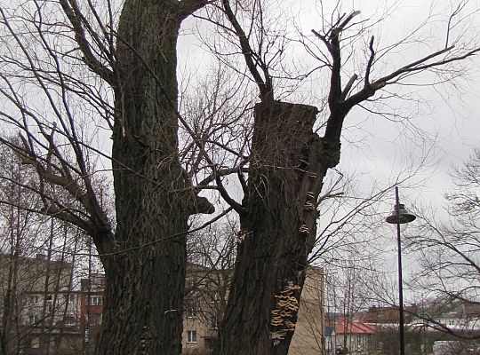 Na ratunek „Wodniczkom” 28965