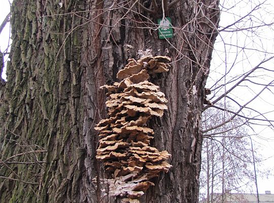 Na ratunek „Wodniczkom” 28968