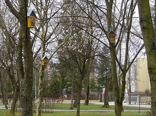W Parku im. Michalskiego zawisły budki na ptaki i 29430