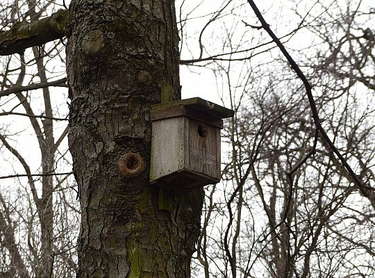 W Parku im. Michalskiego zawisły budki na ptaki i 29433