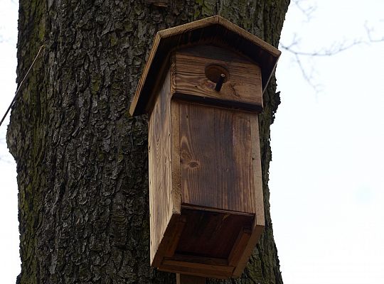 W Parku im. Michalskiego zawisły budki na ptaki i 29438