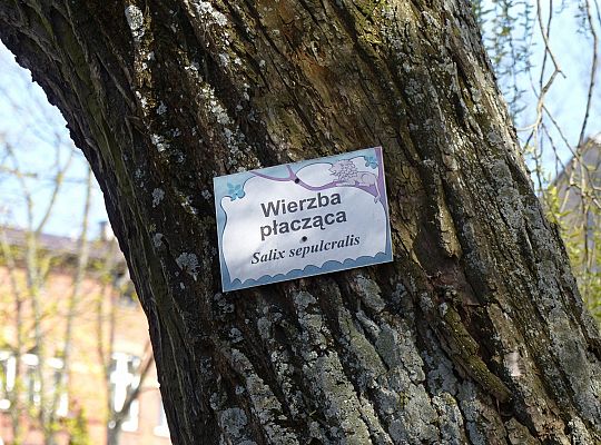 Zielono przy stawie w Parku Chrobrego 30022