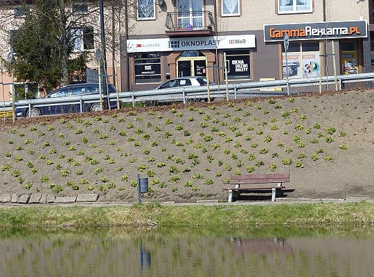 Zielono przy stawie w Parku Chrobrego 30028