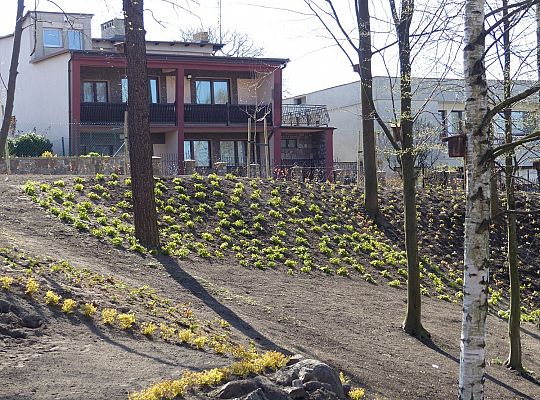 Zielono przy stawie w Parku Chrobrego 30032