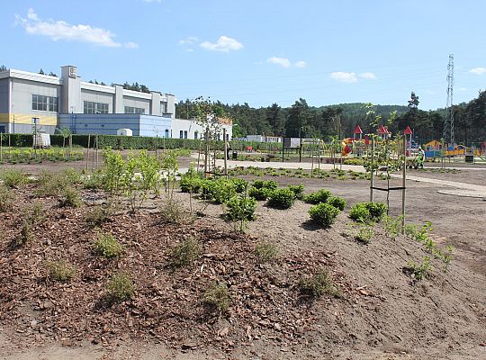 Zielono na Osiedlu Sportowa 31040