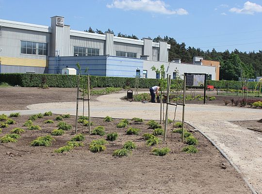 Zielono na Osiedlu Sportowa 31044