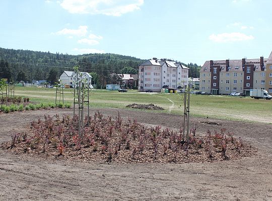 Zielono na Osiedlu Sportowa 31046