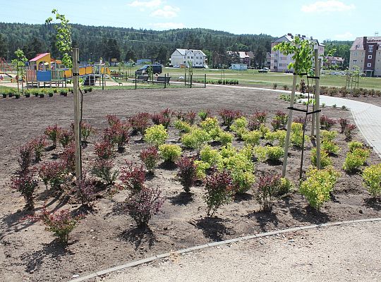 Zielono na Osiedlu Sportowa 31052