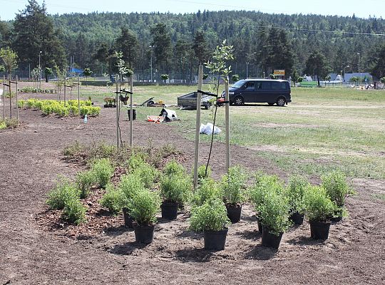 Zielono na Osiedlu Sportowa 31056