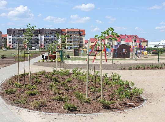 Zielono na Osiedlu Sportowa 31060