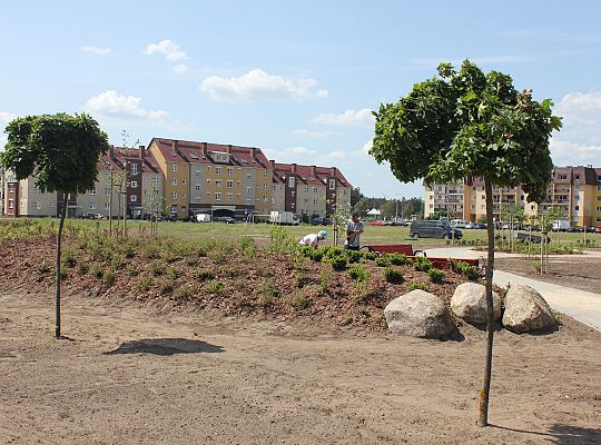 Zielono na Osiedlu Sportowa 31063