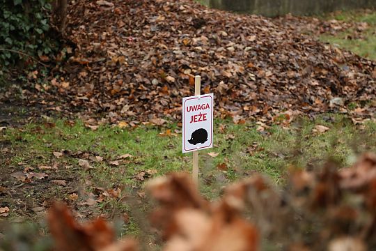 Zimowe azyle dla jeży w parku im. Mieczysława 69937