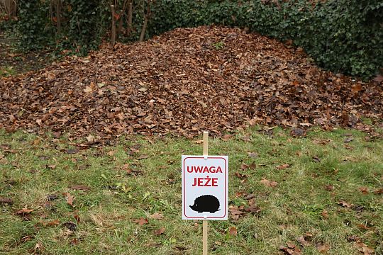 Zimowe azyle dla jeży w parku im. Mieczysława 69938