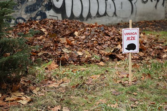 Zimowe azyle dla jeży w parku im. Mieczysława 69940