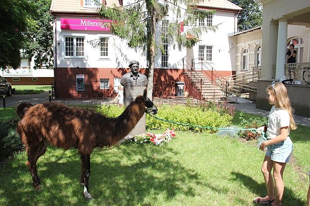 Wakacyjne spotkanie z lamą i alpakami