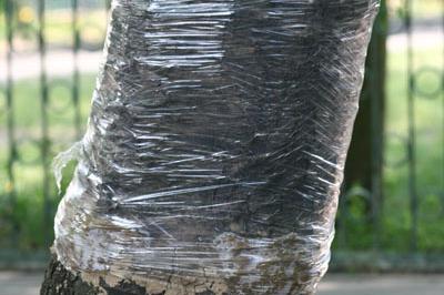 Ochrona kasztanowców 