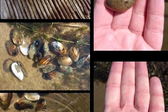 Podsumowanie badań jeziora Lubowidzkiego