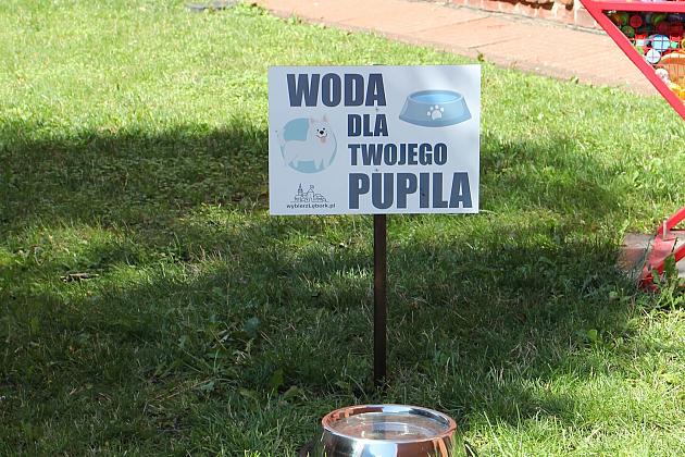 Miski z wodą pod ratuszem. Pomóżmy zwierzętom przetrwać upały.