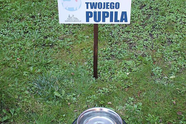 Miski z wodą pod ratuszem. Pomóżmy zwierzętom przetrwać upały.