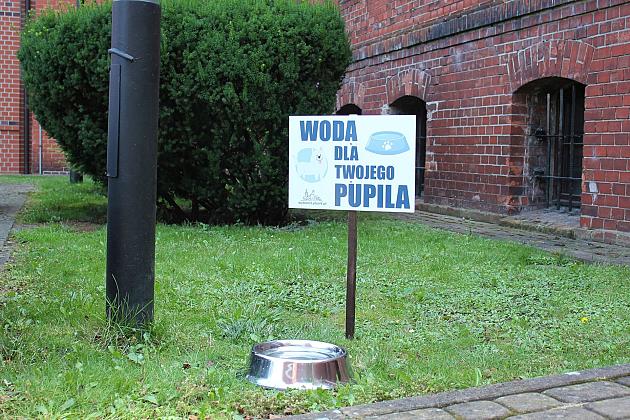 Miski z wodą pod ratuszem. Pomóżmy zwierzętom przetrwać upały.