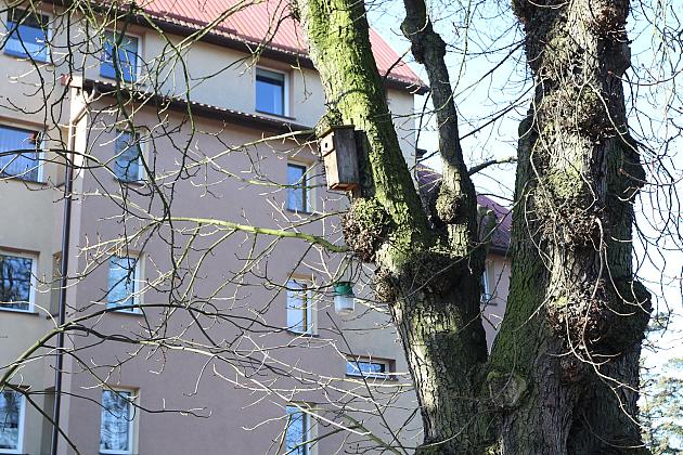 Nowe budki lęgowe dla ptaków już na drzewach