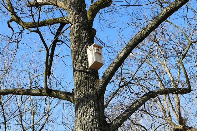 Nowe budki lęgowe dla ptaków już na drzewach