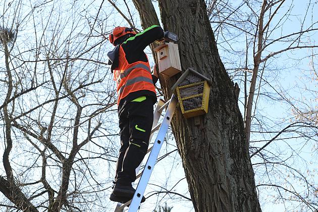 Nowe budki lęgowe dla ptaków już na drzewach