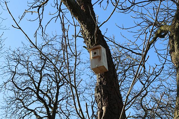 Nowe budki lęgowe dla ptaków już na drzewach