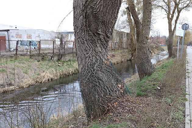 Drzewa zabezpieczone przed niszczycielskim działaniem bobrów
