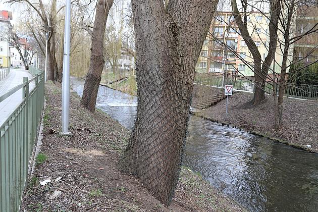 Drzewa zabezpieczone przed niszczycielskim działaniem bobrów