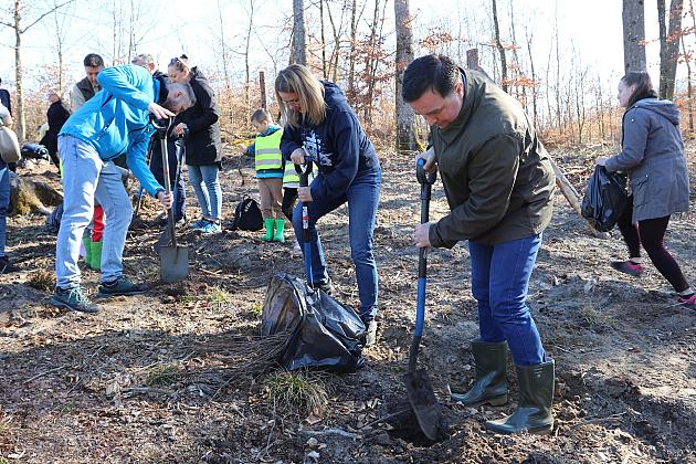 Wielka akcja wspólnego sadzenia lasu w Nadleśnictwie Lębork