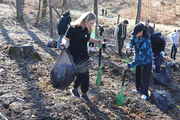 Wielka akcja wspólnego sadzenia lasu w Nadleśnictwie Lębork