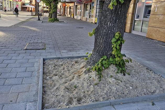 Zielone serce starówki - lipy na Staromiejskiej zyskują przestrzeń do życia