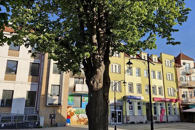 Zielone serce starówki - lipy na Staromiejskiej zyskują przestrzeń do życia