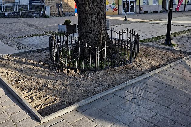 Zielone serce starówki - lipy na Staromiejskiej zyskują przestrzeń do życia