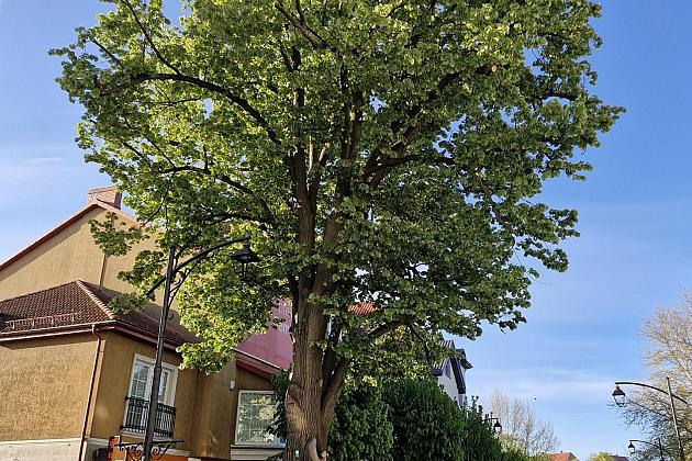 Zielone serce starówki - lipy na Staromiejskiej zyskują przestrzeń do życia