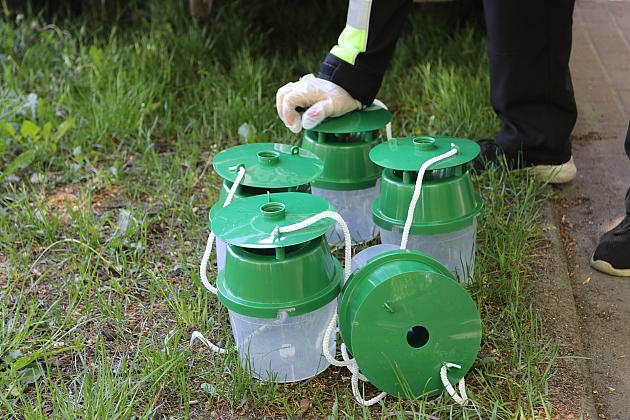 Miasto walczy o kasztanowce – ekologiczna metoda zwalczania szkodników