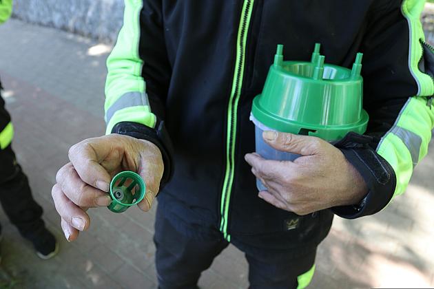 Miasto walczy o kasztanowce – ekologiczna metoda zwalczania szkodników