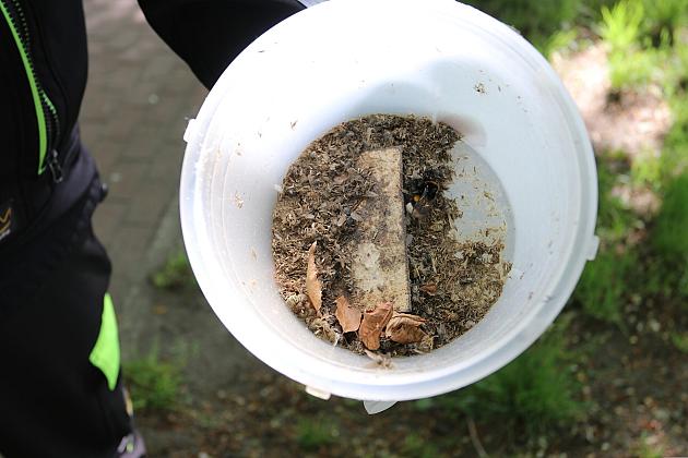 Miasto walczy o kasztanowce – ekologiczna metoda zwalczania szkodników