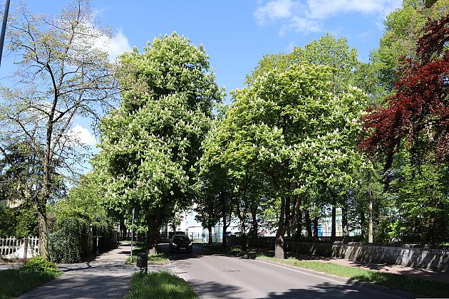 Miasto walczy o kasztanowce – ekologiczna metoda zwalczania szkodników