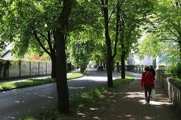 Miasto walczy o kasztanowce – ekologiczna metoda zwalczania szkodników