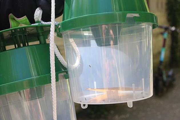 Miasto walczy o kasztanowce – ekologiczna metoda zwalczania szkodników