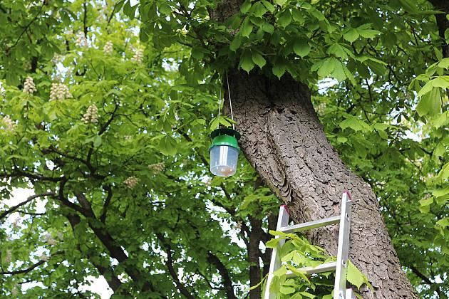 Miasto walczy o kasztanowce – ekologiczna metoda zwalczania szkodników