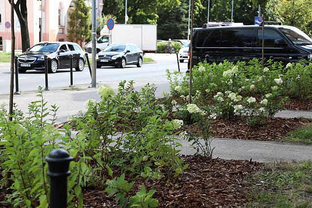 Zieleń wraca do centrum Lęborka