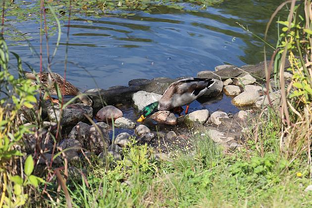 Ptasi bufet w Parku im. Marii i Lecha Kaczyńskich