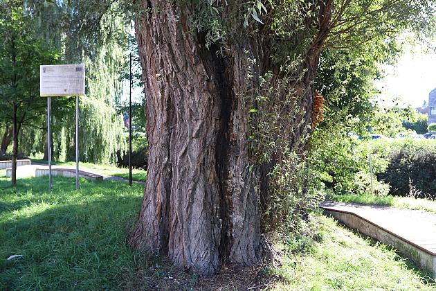 Wiekowe wierzby „Wodniczki” pod specjalnym nadzorem