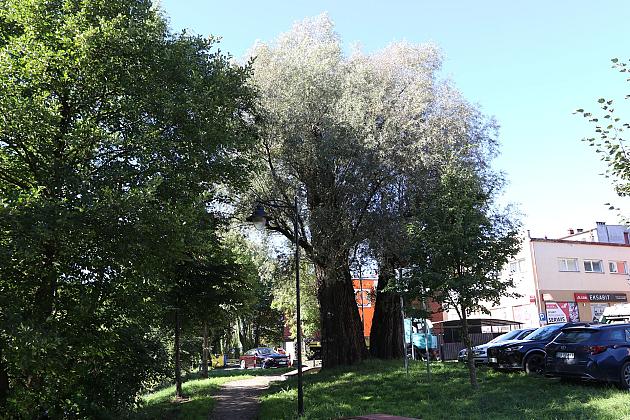 Wiekowe wierzby „Wodniczki” pod specjalnym nadzorem