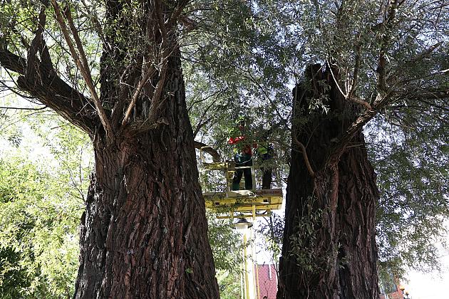 Wiekowe wierzby „Wodniczki” pod specjalnym nadzorem