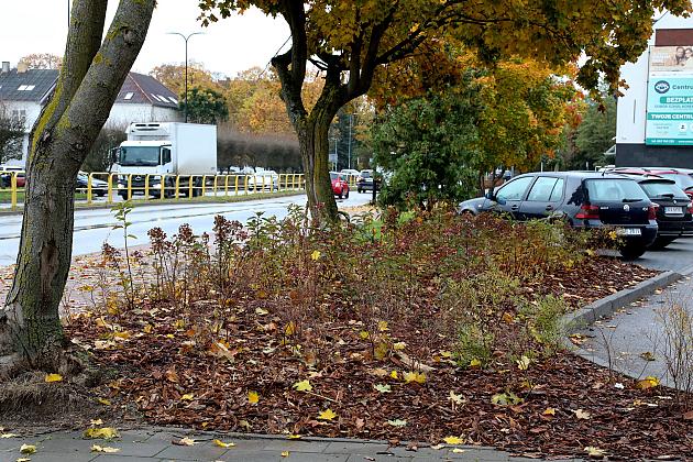 Krzewy i drzewa zmieniają krajobraz Lęborka