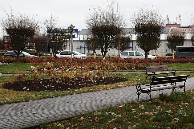 Krzewy i drzewa zmieniają krajobraz Lęborka